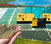 Lựa chọn công suất máy phát điện phù hợp cho farm nuôi tôm